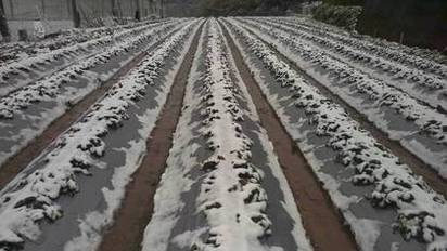 帝王寒流凍草莓 60公頃成「草莓冰」 | 草莓田全被白雪覆蓋凍傷