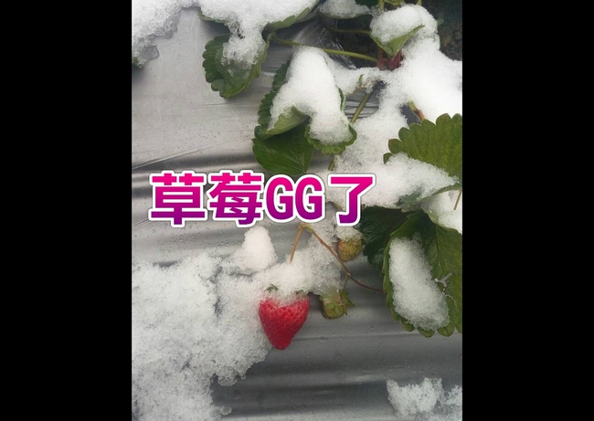 帝王寒流凍草莓 60公頃成「草莓冰」 | 華視新聞