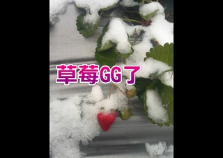 帝王寒流凍草莓 60公頃成「草莓冰」