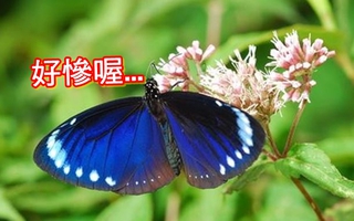 【華視搶先報】 2千隻紫斑蝶南下避冬 遇寒流慘遭凍死