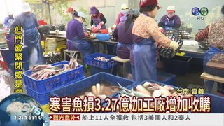 虱目魚凍死 魚鬆廠收購助漁民