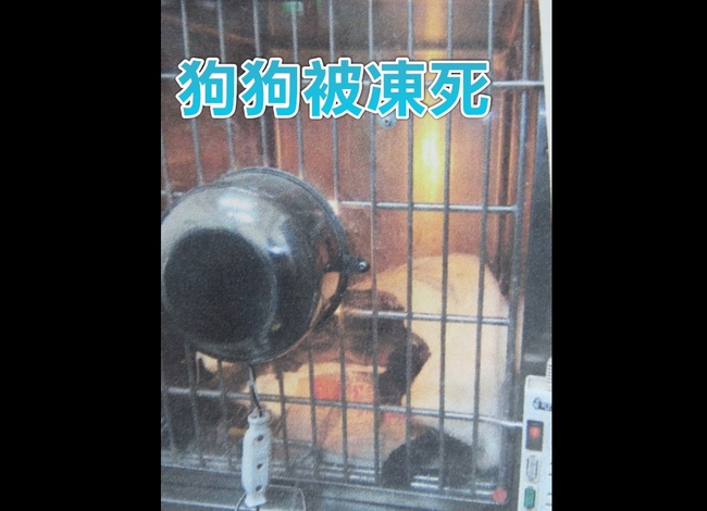 霸王寒流襲台 台南動物之家狗狗被凍死 | 華視新聞