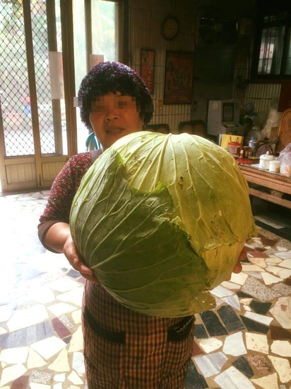澎湖特產「巨無霸高麗菜」網友:比10顆頭大! | 