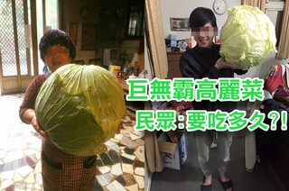 澎湖特產「巨無霸高麗菜」網友:比10顆頭大!