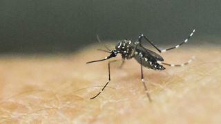【華視起床號】加國政府證實3人旅遊後 染茲卡病毒