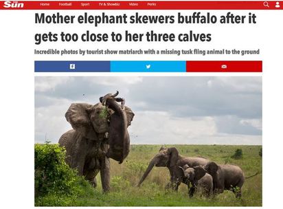 招惹非洲象的下場 水牛遭象牙刺穿慘死 | 媒體報導母象攻擊水牛