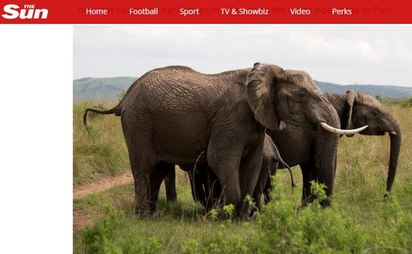 招惹非洲象的下場 水牛遭象牙刺穿慘死 | 非洲象體型龐大