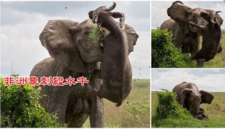 招惹非洲象的下場 水牛遭象牙刺穿慘死
