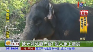 泰國大象發狂 踩死英籍觀光客