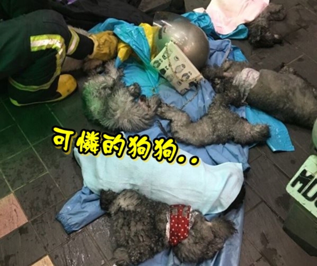 動物醫院火警爆出黑幕! 倖存犬聲帶慘遭割除.. | 華視新聞