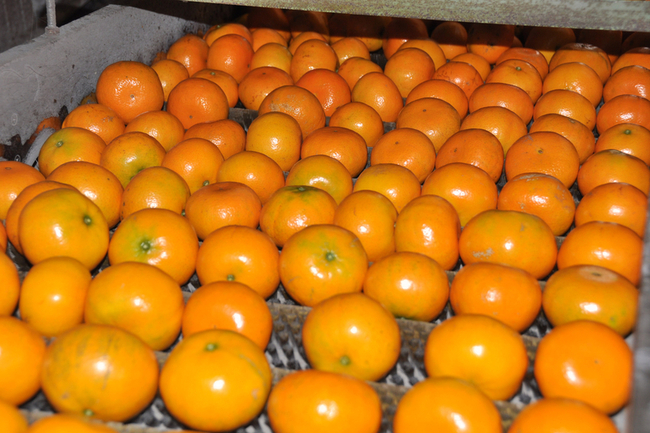 【華視起床號】今年水果禮盒超貴 12顆茂谷柑1千元 | 華視新聞
