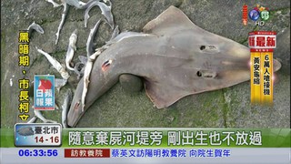 新竹堤防赫見幼鯊 魚鰭被割斷