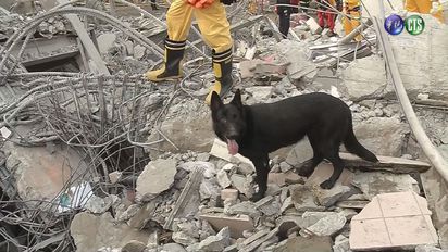 【有影片】再傳好消息! 維冠金龍大樓再救出2幼童 | 救難犬加入搜救的行列