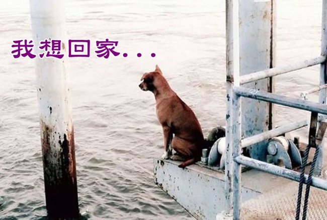 什麼時候來接我?! 忠犬走失碼頭坐等一個月 | 華視新聞