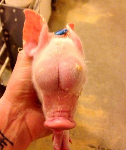 奇！小豬仔沒有眼睛 臉上卻長出2粒睪丸 | 出生就畸形的小豬仔.