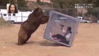 日本人無極限! 女諧星放玻璃箱惹怒棕熊