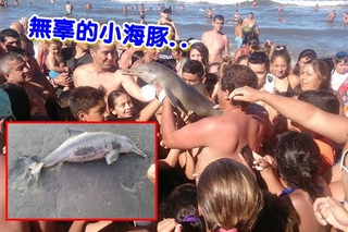 【有影片】沒人性! 遊客抓住小海豚 玩到脫水而死