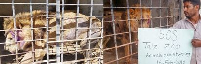 戰火悲歌! 葉門動物園公豹餓到吃母豹 | （左）狀況嚴重的獅子.（右）動保團體為葉門動物園的動物請命