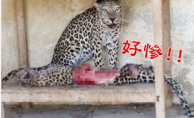戰火悲歌! 葉門動物園公豹餓到吃母豹 | 華視新聞