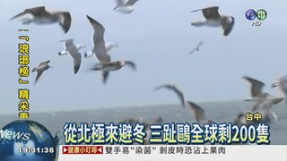 台中港奇景! 上百燕鷗追漁船