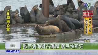 數百隻海獅占碼頭 居民快抓狂