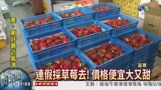 大湖草莓盛產 農民破涕為笑