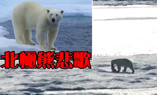 【有影片】悲歌! 北極熊難覓食竟追殺幼熊 | 華視新聞