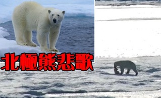 【有影片】悲歌! 北極熊難覓食竟追殺幼熊