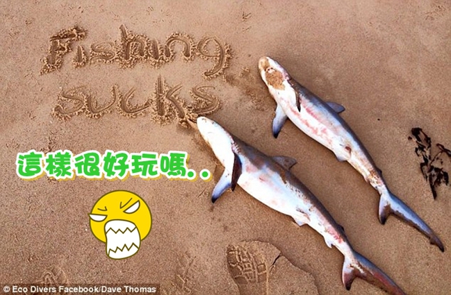 漁民殺幼鯊當消遣! 自拍玩樂後棄屍沙灘 | 華視新聞
