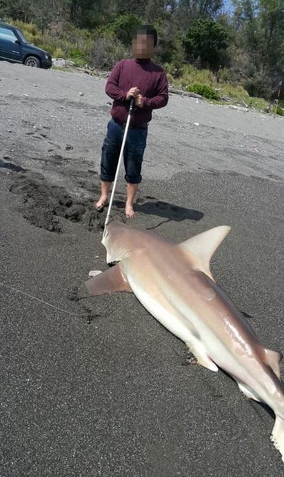 超危險! 台東釣客釣起2百公斤大鯊 | 