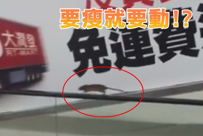 老鼠界減肥潮? 大賣場也被拍到「老鼠跑步機」 | 華視新聞