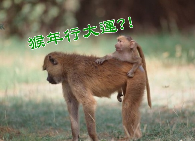 猴塞雷! 昆明動物園猴王帶9手下投奔自由 | 華視新聞