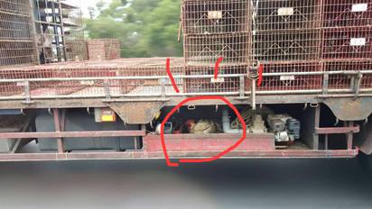 這張照片不合邏輯! 你看出哪裡不一樣 | 雞躲在貨車底下。