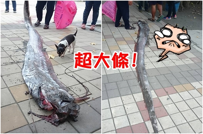 屏東見超大地震魚 網友心驚:天佑台灣 | 華視新聞