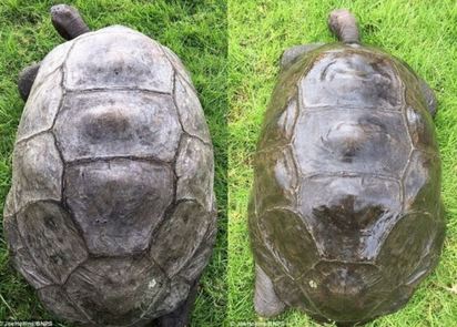 184歲全球最老陸龜 為見客生平首次洗澎澎 | 洗過澎澎的老陸龜煥然一新.