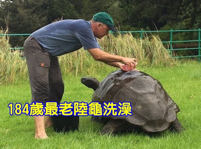 184歲全球最老陸龜 為見客生平首次洗澎澎 | 華視新聞