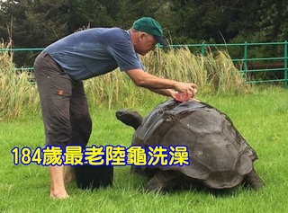 184歲全球最老陸龜 為見客生平首次洗澎澎