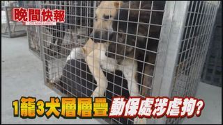 【晚間搶先報】動保處虐狗?! 1籠3狗如疊羅漢