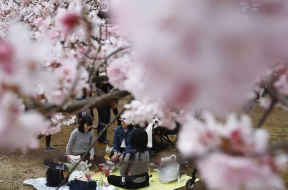 日本賞櫻季來囉! 遊客擠爆賞櫻熱區 | 櫻花開後，吸引滿滿賞櫻人潮