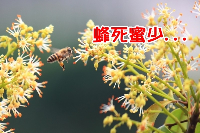 酷寒凍死蜜蜂 蜂農:玉荷包蜂蜜漲定了! | 華視新聞