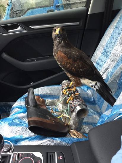 他的寵物不一樣! 騎車出門遛老鷹 | 其他網友說他也有遛老鷹的經驗，但是讓它在車內。