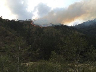 更新! 台中和平山區森林起火 消防局趕往灌救