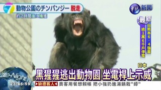 動物園黑猩猩逃竄 大鬧住宅區