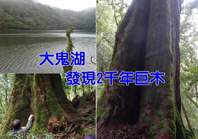 台東出現2千年巨木! 胸徑3.8公尺直逼「神木」等級 | 華視新聞