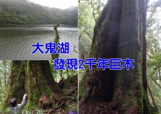 台東出現2千年巨木! 胸徑3.8公尺直逼「神木」等級