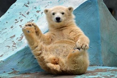小北極熊軟Q做瑜珈 害羞躲鏡頭萌翻遊客 | 小北極熊Shilka.最喜歡把玩自己的後腳.