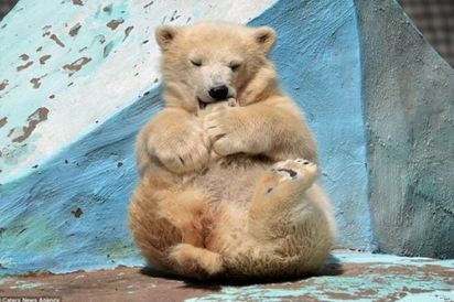 小北極熊軟Q做瑜珈 害羞躲鏡頭萌翻遊客 | 牠還可以軟後角Q的啃到後腳.