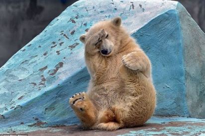 小北極熊軟Q做瑜珈 害羞躲鏡頭萌翻遊客 | 發現有相機拍照.Shilka害羞地用熊爪遮掩自己的臉.