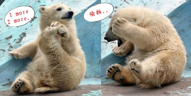 小北極熊軟Q做瑜珈 害羞躲鏡頭萌翻遊客 | 華視新聞
