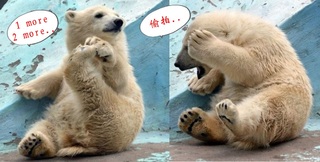 小北極熊軟Q做瑜珈 害羞躲鏡頭萌翻遊客